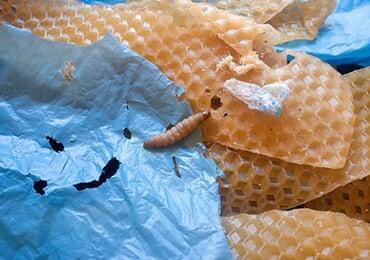 Major discovery: saliva of wax worms can degrade PE